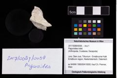 Foto (Objekt + Etikett) von Paguroidea indet.  (NHMW-GEO-2017-0089-0058)